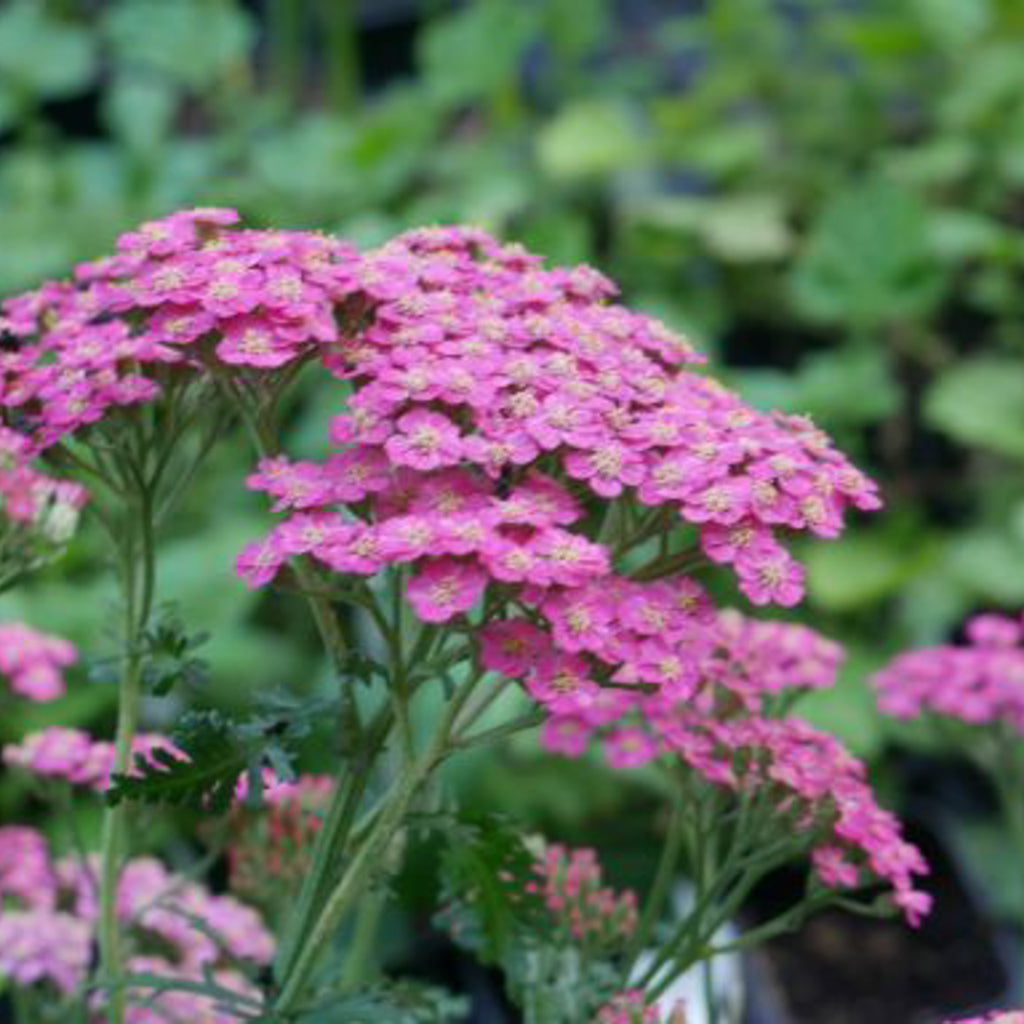 Large, flat heads of Rosy lilac flowers, which will gradually fade to white.&nbsp;with fern-like, dark green leaves. perfect companion for Campanulas, Geraniums, Salvia's.