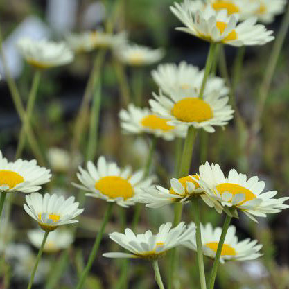 Yellow daisy flowers on tall stems, that will flower all summer long,  with fern-like green leaves will flower from mid-summer until the first frosts.