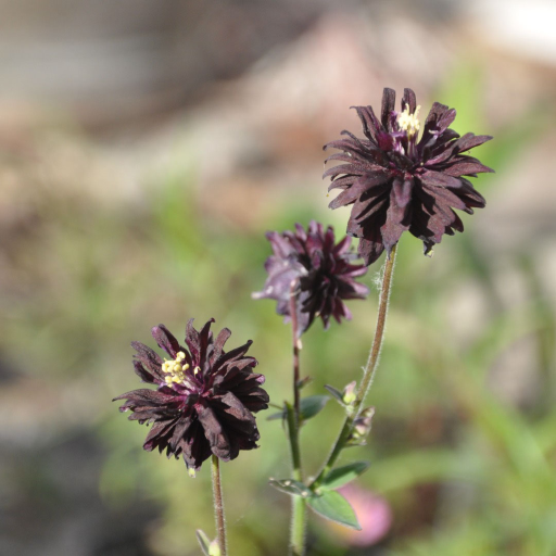 Elegant herbaceous perennial with divided, purple tinted mid green basal leaves and dark purple-black double flowers on tall stems in late spring and early summer.