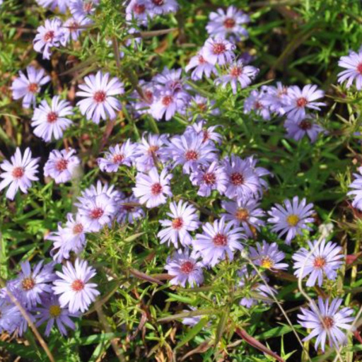 Pretty perennial with blue flowers with yellow, red centre that will flower from late summer to late autumn. with narrow mid green leaves, A must in any garden. Plant them in informal drifts throughout the border for autumn colour.