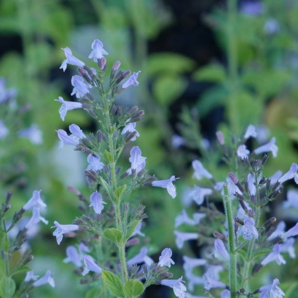 Perfect for adding colour and fragrance to any garden. This low-growing perennial produces clusters of tiny, pale blue flowers that appear from summer to autumn, while its grey-green foliage has a pleasant minty aroma. A great choice for edging beds and pathways, and for container gardens.