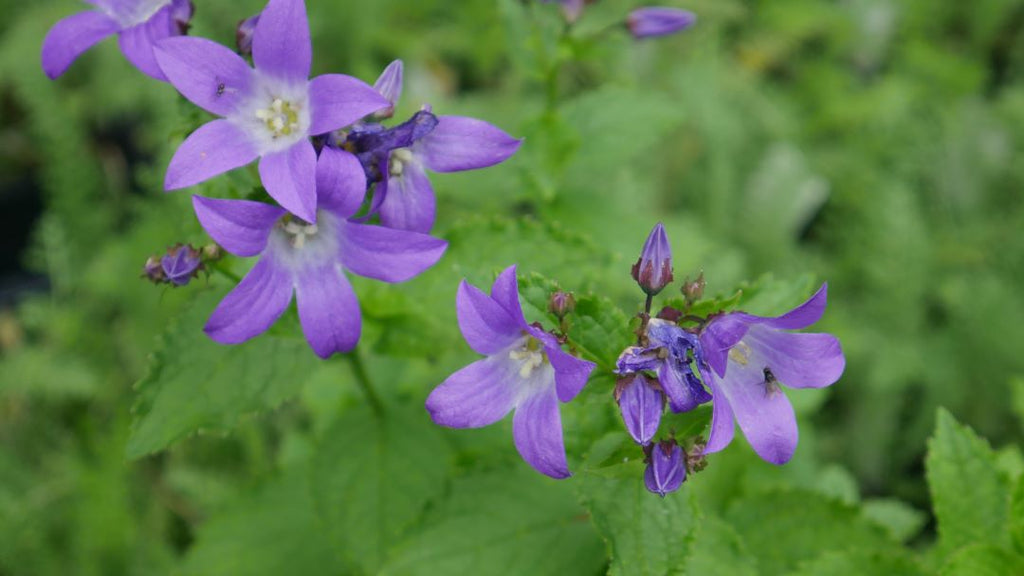 'Stella's is definitely a show stopper with Its cascading green leaves, abundance of striking purple-blue flowers from June until September. Perfect perennial for any garden.