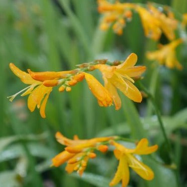 Upright, spear-shaped foliage in a dense clump, with branched stems bearing multiple bright orange-yellow blooms emerging from conical orange buds. Its commanding presence adds impact to any garden border.