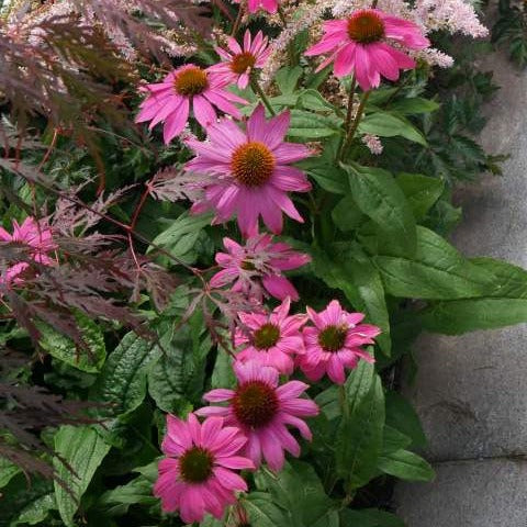 Echinacea purpurea 'Magnus' boasts vibrant pink flowers and a striking orange centre on sturdy stems. This long-blooming plant attracts bees and butterflies, adding a splash of colour to any garden. A must-have for any aspiring gardener.