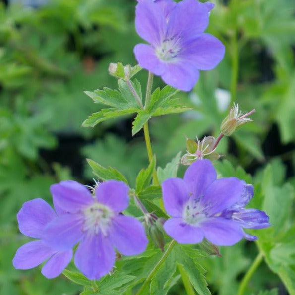 Geranium sylvaticum 'Mayflower'  with deeply divided mid-green leaves tall stems bearing  vibrant blue flower with a white centre flowers. perfect a