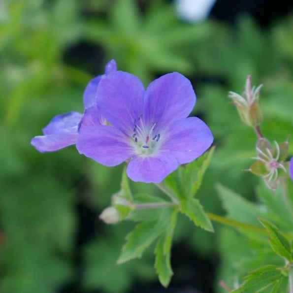 Geranium sylvaticum 'Mayflower'  with deeply divided mid-green leaves tall stems bearing  vibrant blue flower with a white centre flowers. perfect a