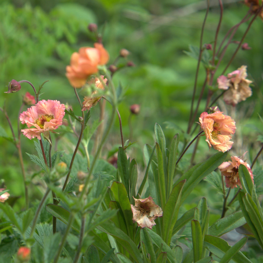 Abundance of green foliage, supported by slender stems that flower with ruffles of double salmon pink flowers. Its prolonged and prolific flowering, to for continuous flowers dead head regularly. Perfect for and border or containers also and makes it a great choice for attracting pollinators.