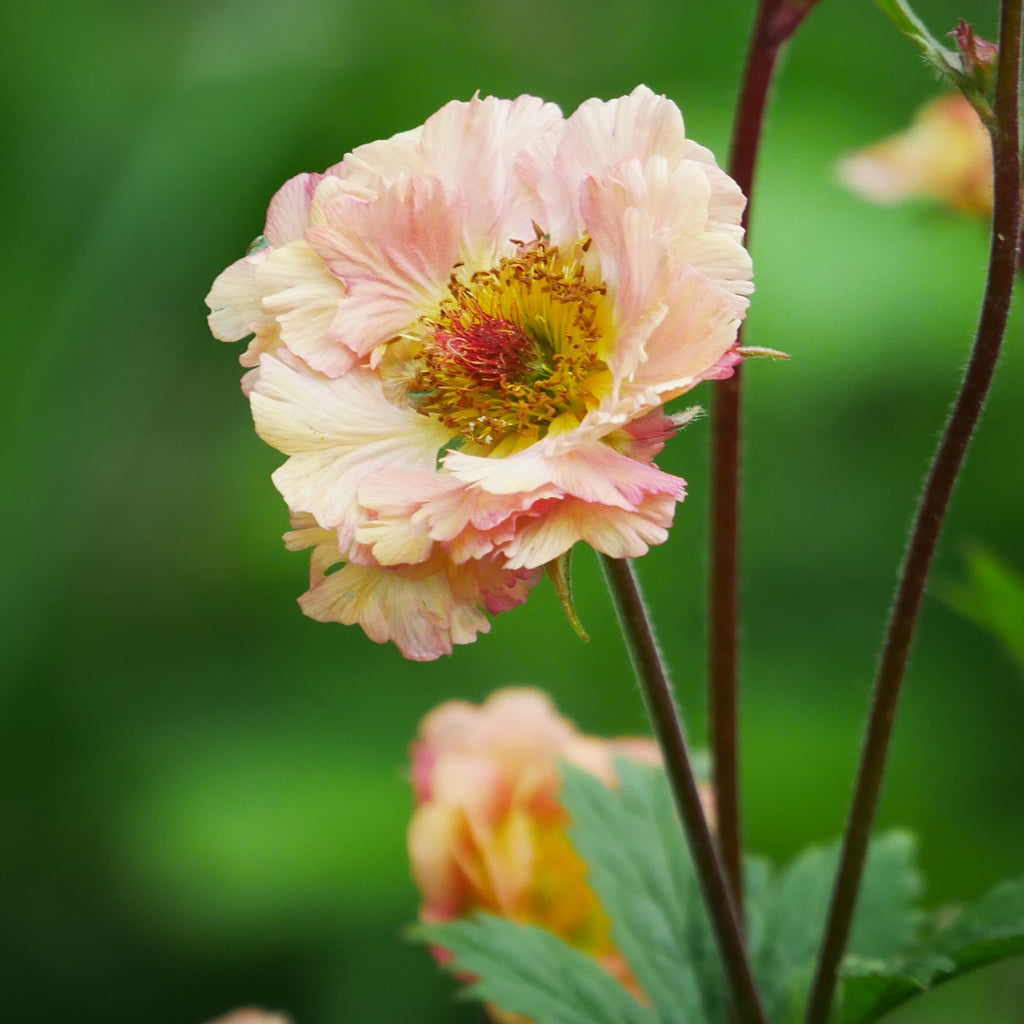 Abundance of green foliage, supported by slender stems that flower with ruffles of double salmon pink flowers. Its prolonged and prolific flowering, to for continuous flowers dead head regularly. Perfect for and border or containers also and makes it a great choice for attracting pollinators.