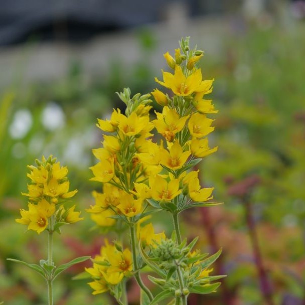 Impressive perennial, growing tall with lance-shaped leaves and bright yellow flowers on each stem. With its stunning appearance, it is a beautiful addition to any herbaceous border or bog garden.