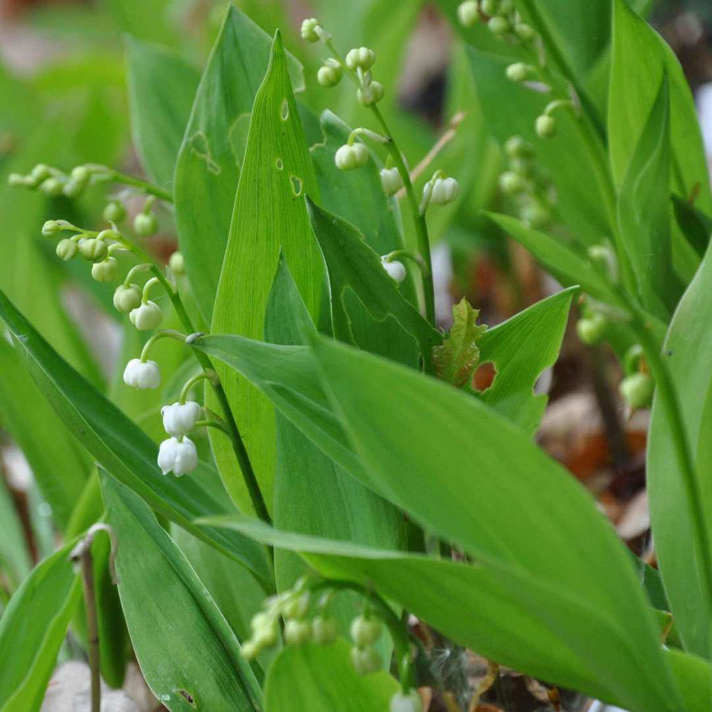 Bright elliptical foliage bears relatively tall, ascending, and fragrant white bell-shaped blooms. This species is best suited to partial or full shade gardens.