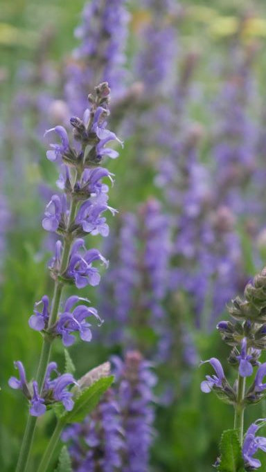 A deciduous perennial 'Six Hills Giant' features aromatic, narrow ovate jiggered leaves, displaying a grey-green hue. In the summer, it boasts whorled, spike-like enchanting lavender-blue flowers.