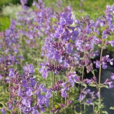 Robust, clump-forming, deciduous perennial known for its erect stems, fragrant grey-green leaves with scalloped edges, and clustered of tubular violet-blue flowers in the summer.