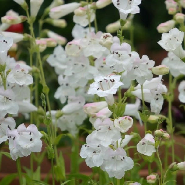 Boasts erect stems reaching a height of 60cm. The leaves are shaped like ovals and the plant produces long clusters of delicate, tube-shaped white flowers with a subtle hint of pink in the buds. perfect addition to any garden.