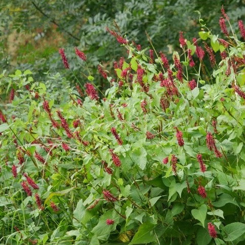 This hearty, semi-evergreen perennial boasts an upright, clump-forming growth habit and features ovate to lance-shaped, pointed, leathery, mid- to dark green leaves. Showcasing long-stalked, slender spikes of tiny, dark red to maroon flowers, this hardy plant is sure to add a splash of colour to your garden from midsummer until autumn.