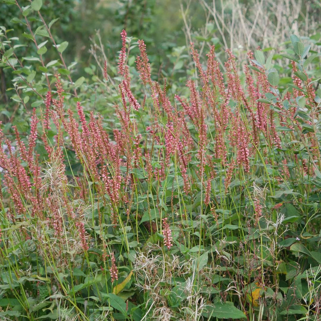 Upright, bushy, semi-evergreen perennial with ovate, pointed, mid- to bright green leaves and short, dense spikes of tiny, narrowly bell-shaped, coral-pink flowers throughout the months of midsummer to autumn.