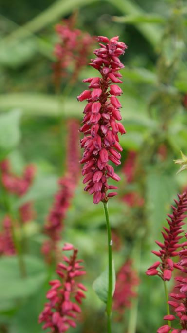 perennial boasts an upright, clump-forming growth habit and features ovate to lance-shaped, pointed, leathery, mid- to dark green leaves. Showcasing long-stalked, slender spikes of tiny, dark red to maroon flowers,