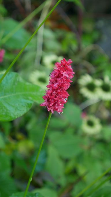 This perennial plant boasts ovate to lance-shaped, mid- to dark green leaves and showcases long-stalked, slender spikes of tiny, deep red flowers. Its hardy nature makes it a reliable addition to your garden, providing a burst of colour from mid-summer to autumn.