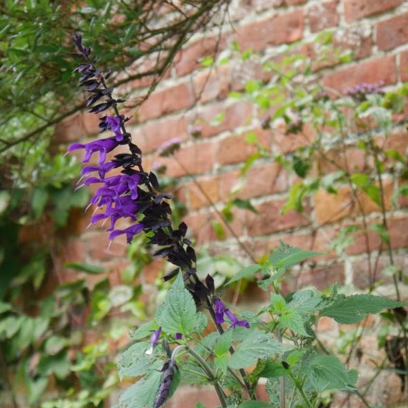 Tall upright, branching, semi hardy woody-based perennial, often grown as an annual, with ovate, hairy, toothed, aromatic, mid-green leaves and dark purple stems bearing whorled spikes of fragrant, two-lipped, dark purple flowers from early summer into autumn.