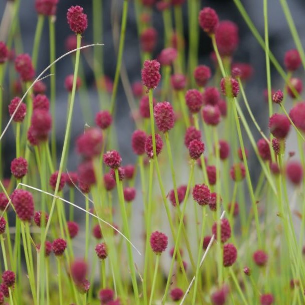 Compact clumps with blue-green, foliage has serrated edge that is intricately divided into elongated leaflets. From summer to autumn, it showcases petite, rich red flowers in cylindrical clusters thin, branched stalks above its greenery.&nbsp;