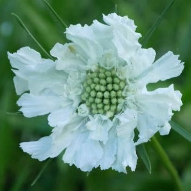 Boasting large creamy white, flowers with a classic central pincushion adorned with pink stamens. can be used effectively in garden borders and as a cut flower. Thrives with a bit of added lime and highly favoured by butterflies.