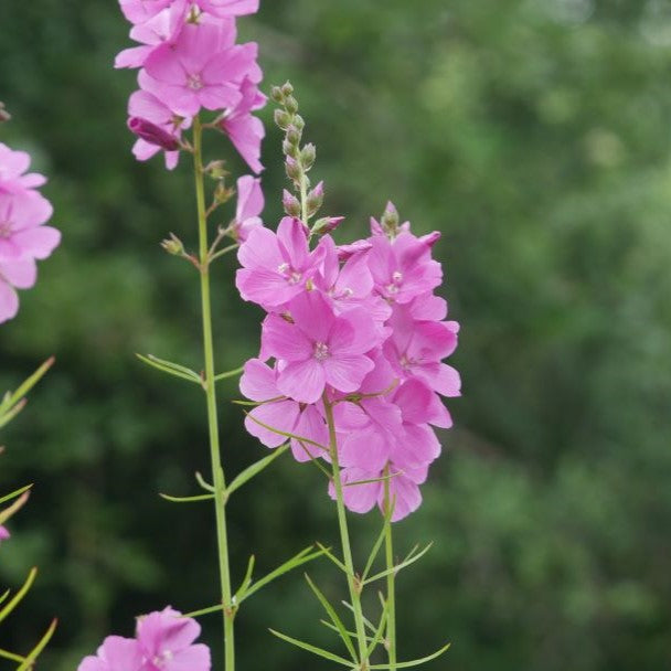 Produces striking upright racemes of open, rose-pink flowers in the summer. Its sturdy, branching stems and lush green leaves make it a standout addition to any garden. Enjoy a vibrant burst of colour with this hardy and versatile plant.