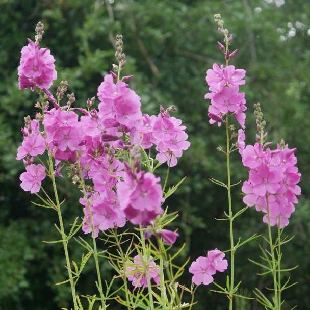 Produces striking upright racemes of open, rose-pink flowers in the summer. Its sturdy, branching stems and lush green leaves make it a standout addition to any garden. Enjoy a vibrant burst of colour with this hardy and versatile plant.