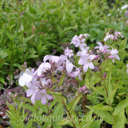 Large clusters of lilac-pink bell shaped flowers on tall slender stems, anna is a bushy perennial with mid green leaves, might need support, flowers from June into September depending on area.