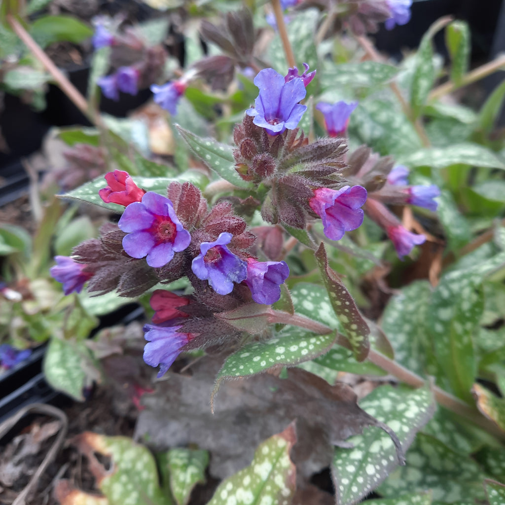 'Trevi Fountain' is a clump-forming, with short stems bears small bell shaped blue and pink flowers, that has clumps of green, oval leaves, with silvery grey blotches in spring.