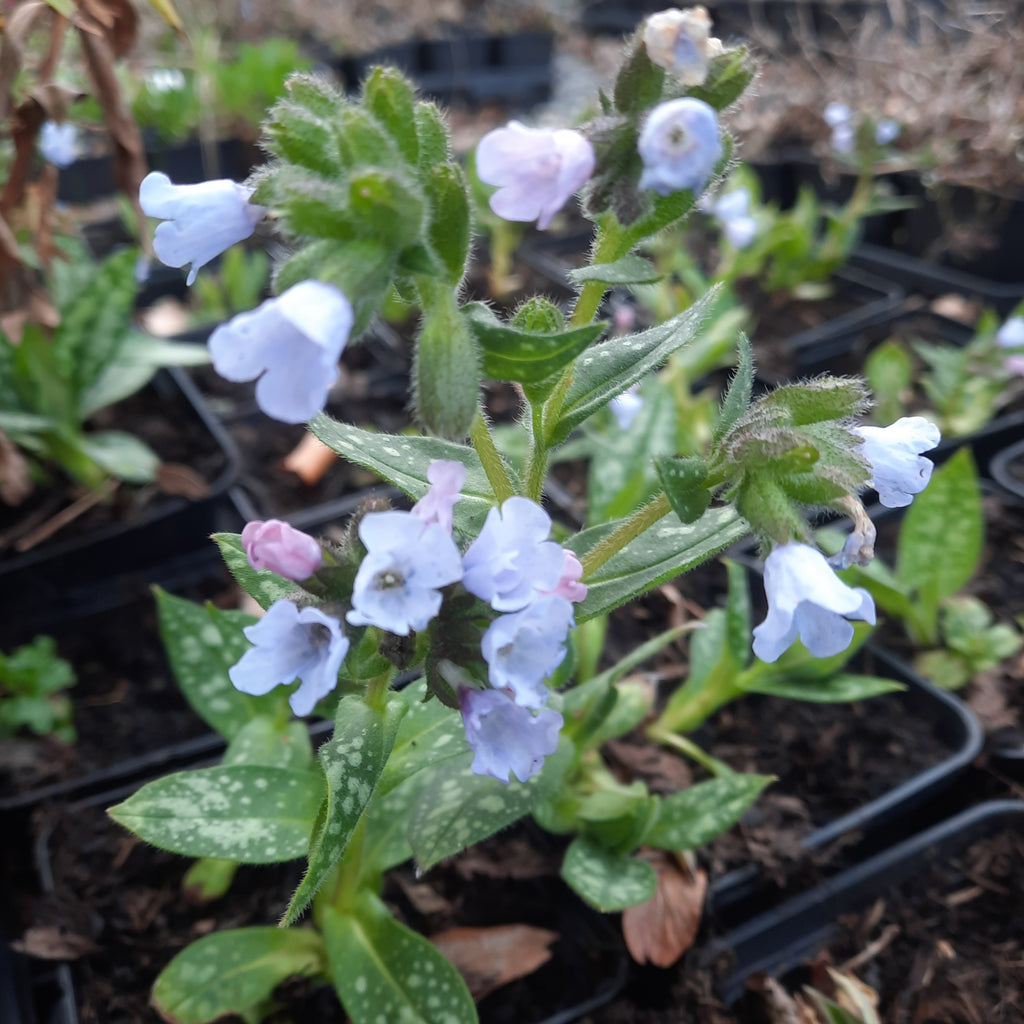 'Silver Bouquet' is a compact, bearing small clusters of bell-shaped, pale blue flowers, clump forming perennial, green leaves with evenly spotted with white, low growing plant perfect for adding colour to a shaded area.