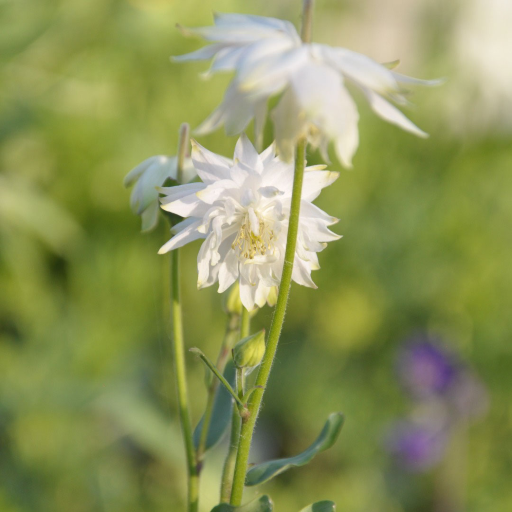 Tall lender stems with stunning delicate double white flowers with prominent yellow  centre, grey green leaves. short lived perennial from late spring, perfect for attracting pollinating insects. 