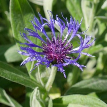 Ovate, velvety-soft foliage has a silvery-gray hue, with slender, upright stalks bearing showy, deep blue blooms with red centers. This stunning perennial blooms through summer, and if deadheaded, will often have a second flush of flowering.