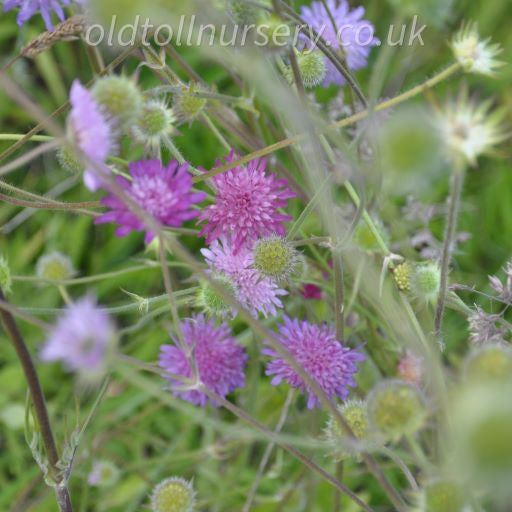 'Melton Pastels' tall, elegant stems cloud like flower heads in various shades of red, mauve, pink, and soft salmon, flowering from early summer to autumn. The intricately divided stem leaves add to its charm and make it a stunning addition to any garden.