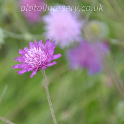 'Melton Pastels' tall, elegant stems cloud like flower heads in various shades of red, mauve, pink, and soft salmon, flowering from early summer to autumn. The intricately divided stem leaves add to its charm and make it a stunning addition to any garden.