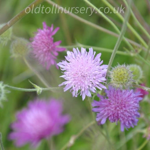 'Melton Pastels' tall, elegant stems cloud like flower heads in various shades of red, mauve, pink, and soft salmon, flowering from early summer to autumn. The intricately divided stem leaves add to its charm and make it a stunning addition to any garden.