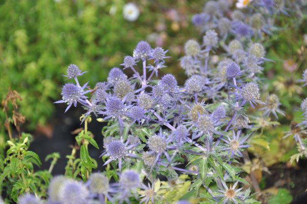 'Blue Hobbit' is a small beautiful compact perennial, with oval green leaves, short multi stems bearing small oval shaped blue flowers with piny bracts, flowers from mid summer to early autumn, Excellent for Cut or Dried Flowers.