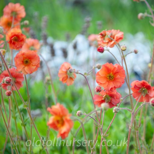 Totally Tangerine' -  mid-green leaves and slender stems give way to semi-double, apricot to orange flowers from May through to September.  will Brighten up any border.