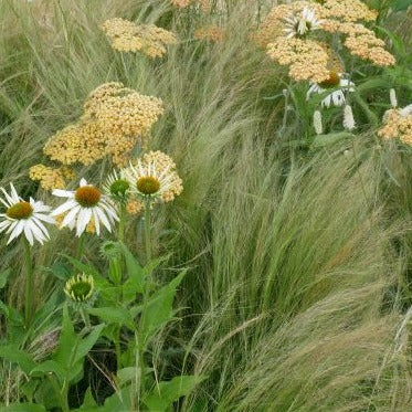 Stipa 'tenuissima' wispy, pale yellow-green leaves topped with fluffy plumes of silver-green flowers, maturing to blonde-buff. This versatile deciduous grass is ideal for a sunny gravel garden, large container, or new perennial border. It's perfect for introducing movement into a planting scheme since the fluffy flower heads and foliage billow in the slightest breeze. contrast particularly well with spikey or upright shapes 