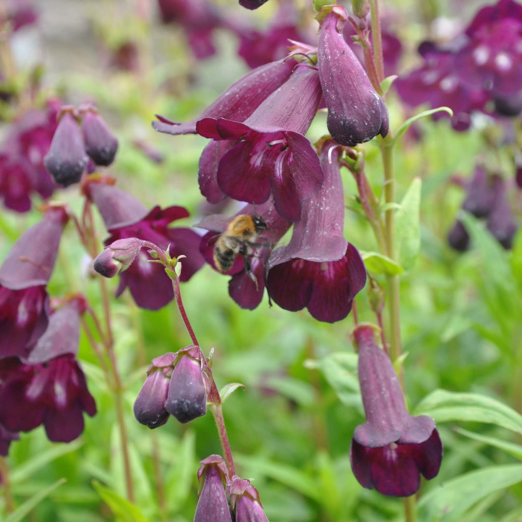 This semi-evergreen perennial forms a clump of rigidly upright stems that grow up to 1m tall. It has narrowly oval leaves and produces panicles of dark purple, bell-shaped flowers. The centre of the flower is white with deep red stripes.